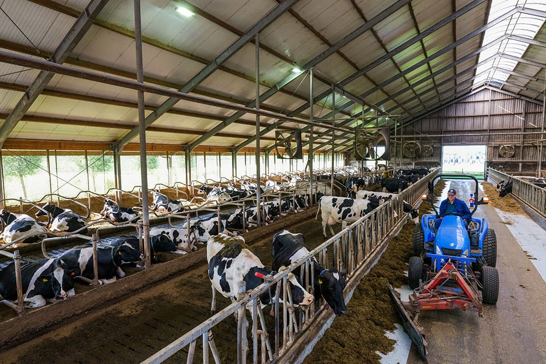 Veel koeien die Laan voor onderzoek aanbiedt, hebben vaak helemaal geen probleem. “Zolang je er maar op tijd bij bent. Anders loop je achter de feiten aan.” - Foto's: Jan Willem van Vliet