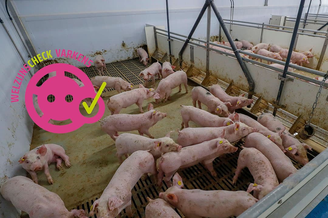 Foto: Bert Jansen, logo: vitalevarkenshouderij.nl