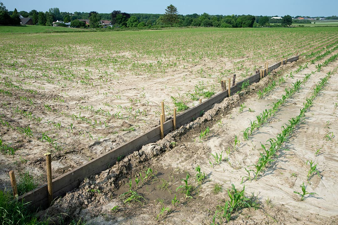 Planken op een perceel mais in Berg en Terblijt moeten erosie door modderstromen als gevolg van hevige neerslag voorkomen. - Foto: Twan Wiermans