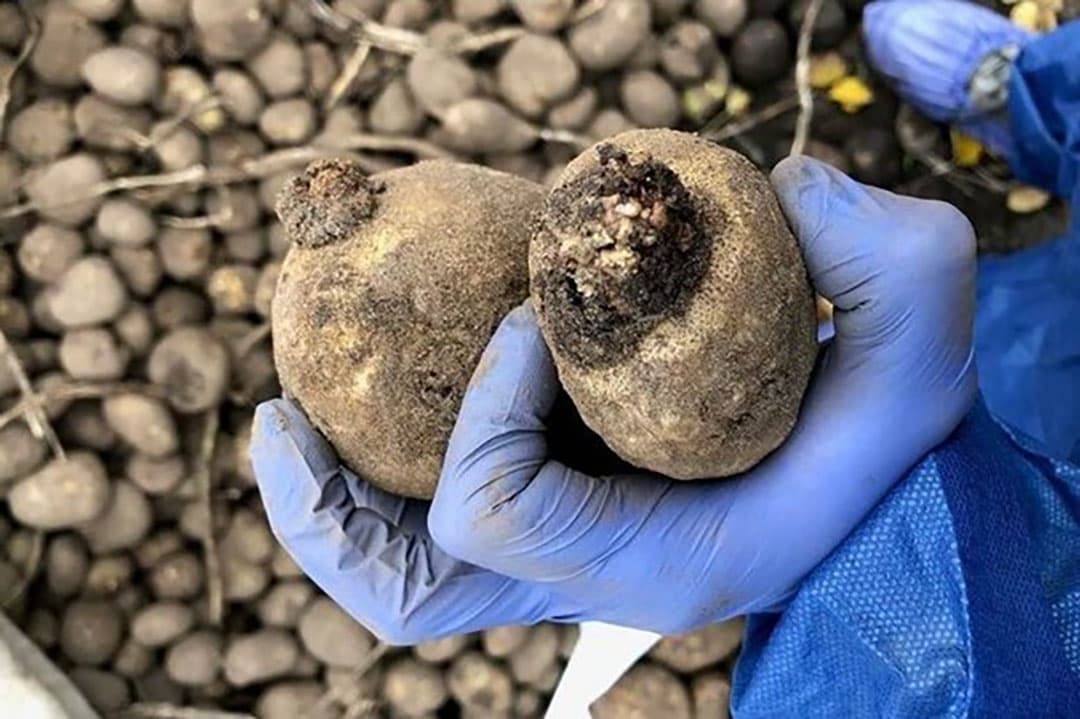 Zetmeelaardappelen besmet met wratziekte. - Foto: NVWA