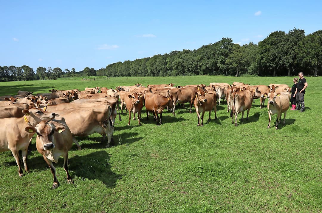 De Jersey-melkkoeien van Hans Nieuwenburg en Tanja Wezendonk lopen op het perceel achter de ligboxenstal, tussen de bossen in Spankeren (Gld.). - Foto: Henk Riswick