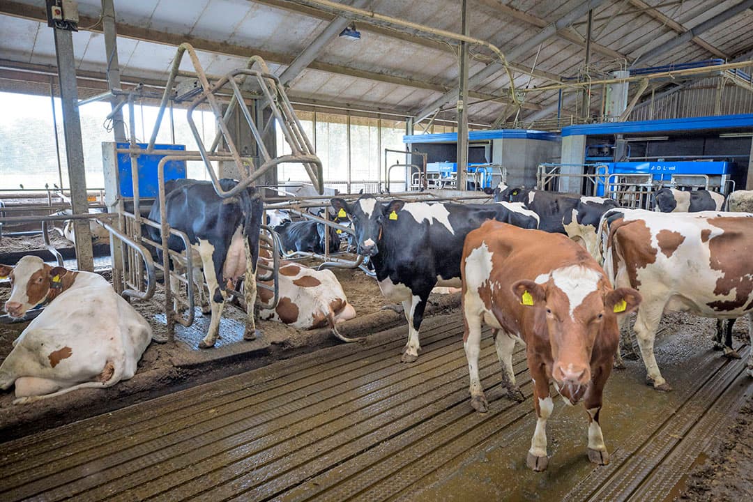 De transitie naar groene energie is geen klimaatinvestering, wel een zakelijke keuze van melkveehouder Harm Visscher. Zijn bedrijf is sterk geautomatiseerd en alles draait op stroom. - Foto: Koos Groenewold
