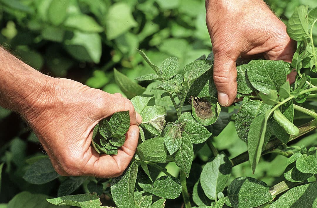 Aardappelplant met phyopthora-aantasting. Meldingen van phytophthora hebben betrekking op zowel gangbare als biologische aardappelpercelen. - Foto: leo Tholhuijsen