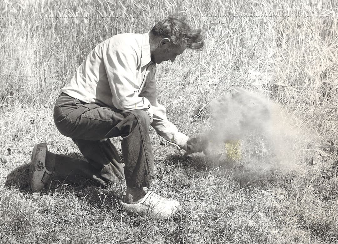 Deze boer pakt een handvol aarde om te laten zien dat de bodem veranderd is in een gortdroge stofhoop. Zowel het voorjaar als de zomer van 1976 waren extreem droog waardoor boeren in grote problemen kwamen. Het graan op de achtergrond werd bijvoorbeeld noodrijp. - Foto: Misset