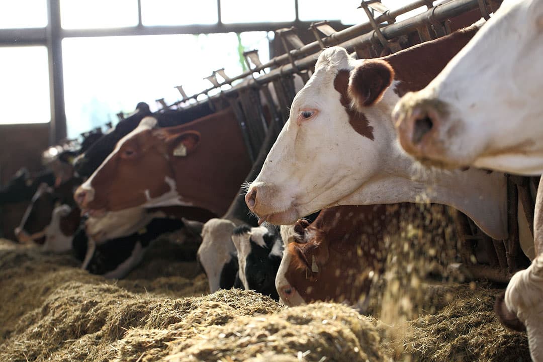 Ierse boerenbonden hebben forse kritiek op de verscherping van de nitraatregels die de regering heeft voorgesteld. - Foto: Canva
