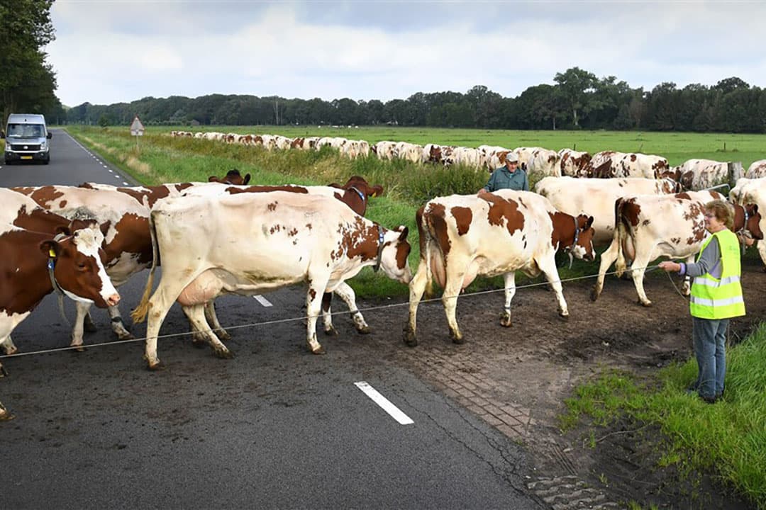 Koeien weiden over de weg vergt enig geduld, vooral van het lokale verkeer, in dit geval vooralsnog beperkt tot een enkele bestelbus. Het toch wel behoorlijke koppel roodbont melkvee sjokt op zijn gemak tussen boer en boerin door naar het verse gras aan de overkant van de weg in Bathmen (Ov.). - Foto: ANP