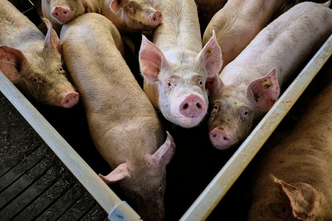 In Duitsland zit de AVP nu ook in de reguliere houderij: twee hobbybedrijven en een met 300 vleesvarkens. - Foto: Roel Dijkstra