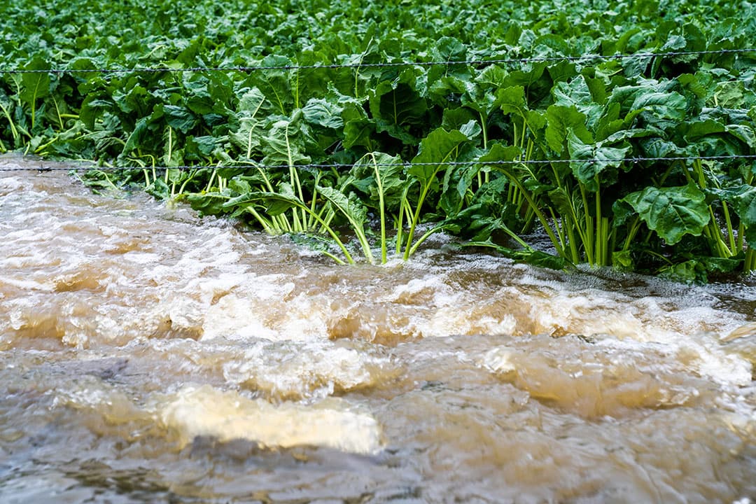 Het klimaat laat zijn tanden zien: extreem zware regenval in Limburg. - Foto: Bert Jansen