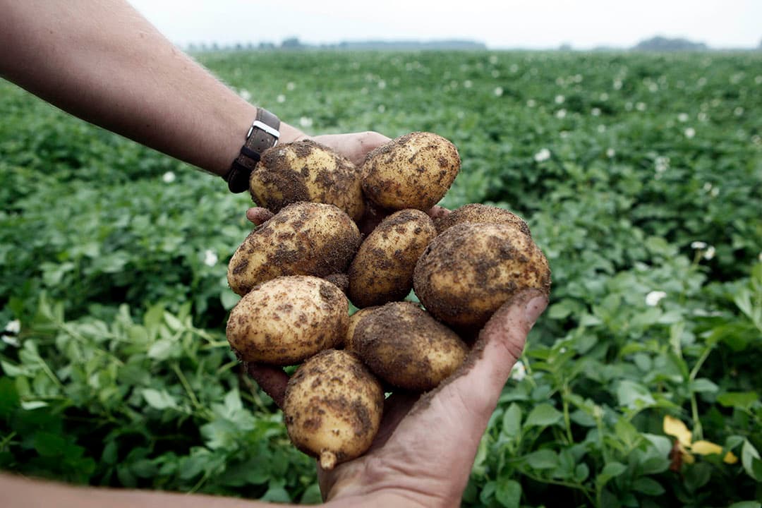 Proefrooiing van aardappelen van het ras Agria. - Foto: Roel Dijkstra