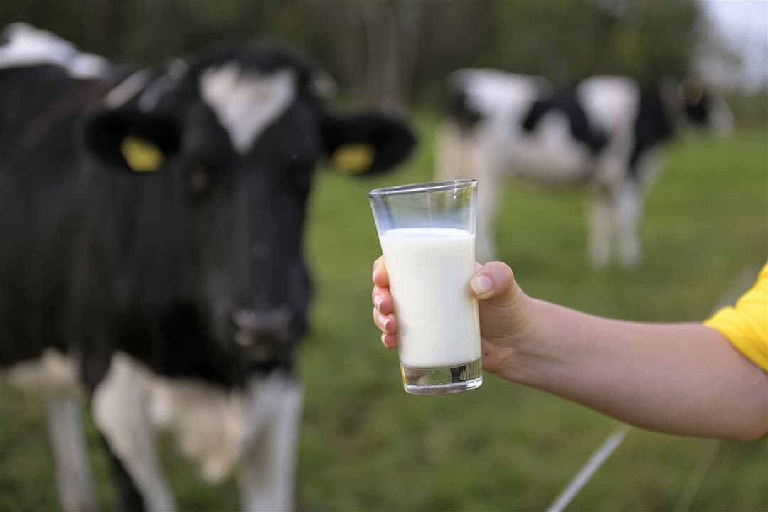 Agractie vindt een campagne van Dier&Recht tegen zuivel te ver gaan. - Foto: ANP