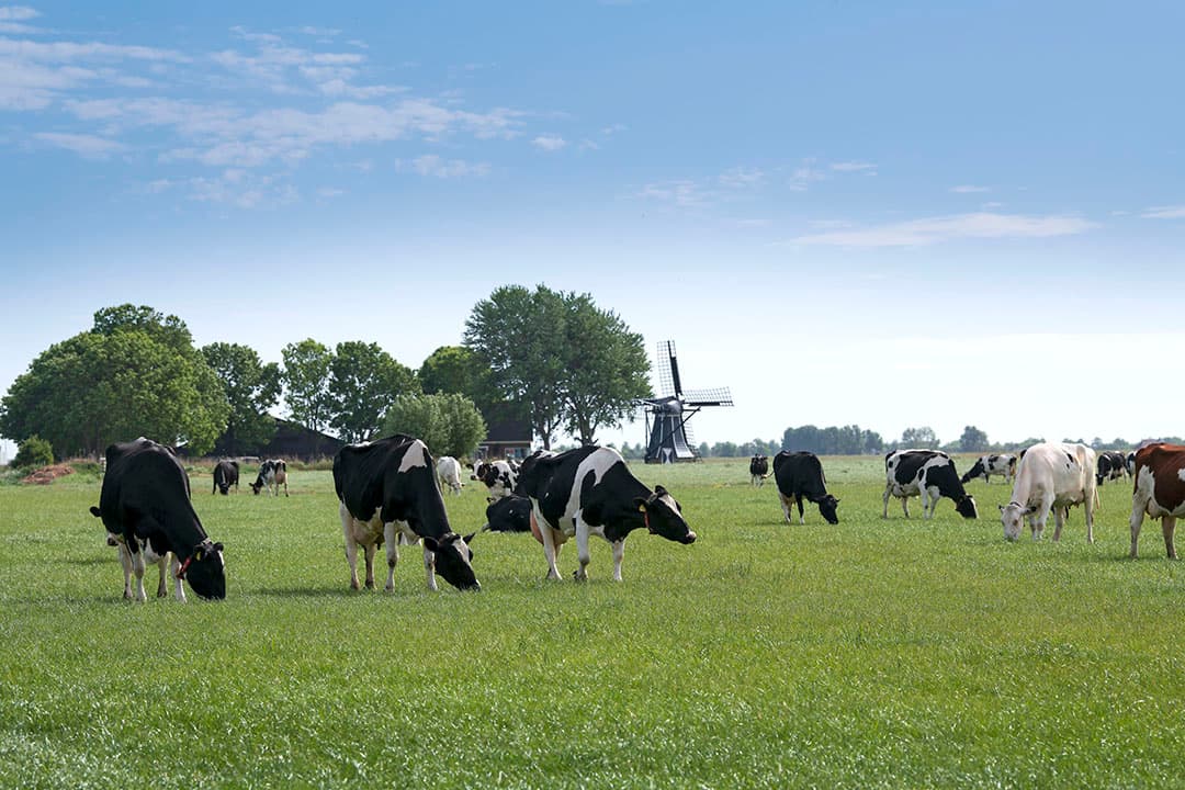 De stikstofexcretie van de melkveehouderij daalt, maar ligt nog wel boven het plafond. - Foto: Mark Pasveer