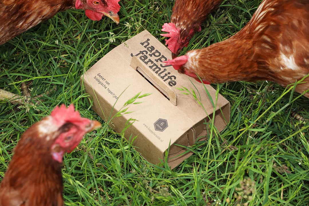 Kippen op een biologisch pluimveebedrijf. - Foto: Henk Riswick