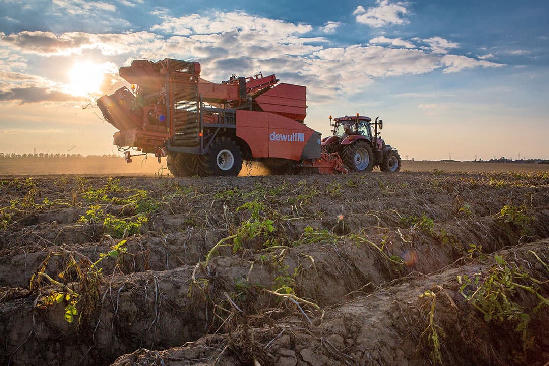 Aardappelen rooien in Frankrijk. Veel aardappelen voor de groeiende aardappelverwerkers moeten hiervandaan komen. Foto: Peter Roek