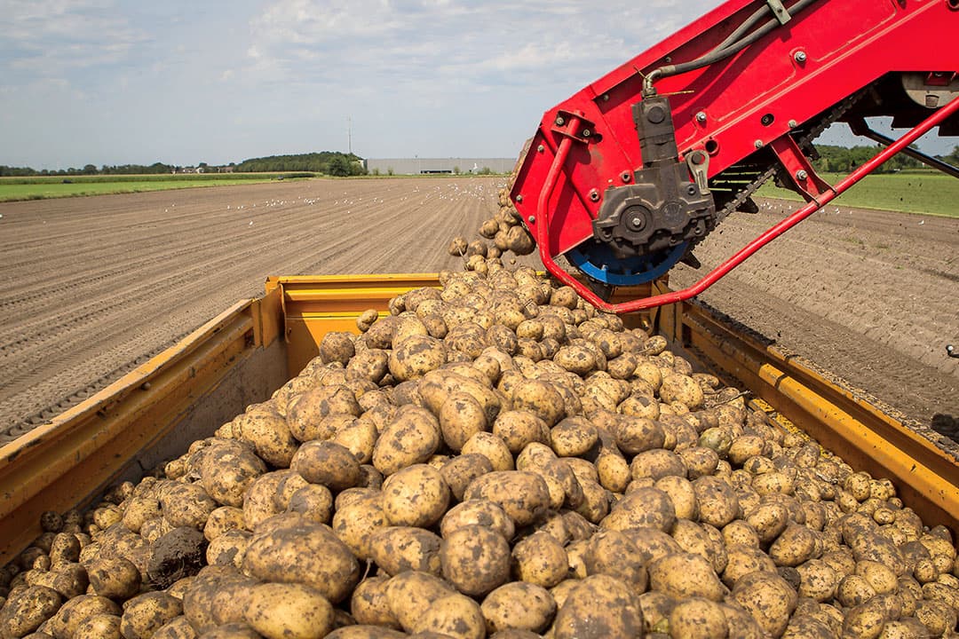 Coronasteun is onder andere aangevraagd door aardappeltelers.