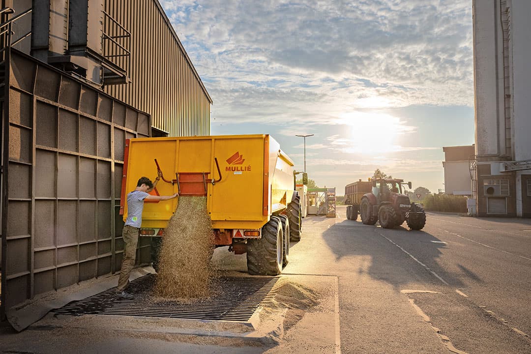 Graaninname bij het afleverpunt van CZAV in Wemeldinge. Van de vrachten die nu binnen zijn, schommelen de opbrengsten gemiddeld tussen 8,5 en 9 ton per hectare. Dat is duidelijk lager dan de 9,5 ton die normaal wordt geoogst. - Foto: Peter Roek