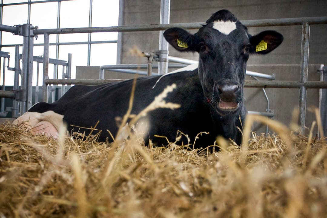 Koe in afkalf-strohok. Een koe die in de eerste drie weken na afkalven gewicht verliest, heeft een verminderde vruchtbaarheid bij de eerste inseminatie.  - Foto: Bart Nijs