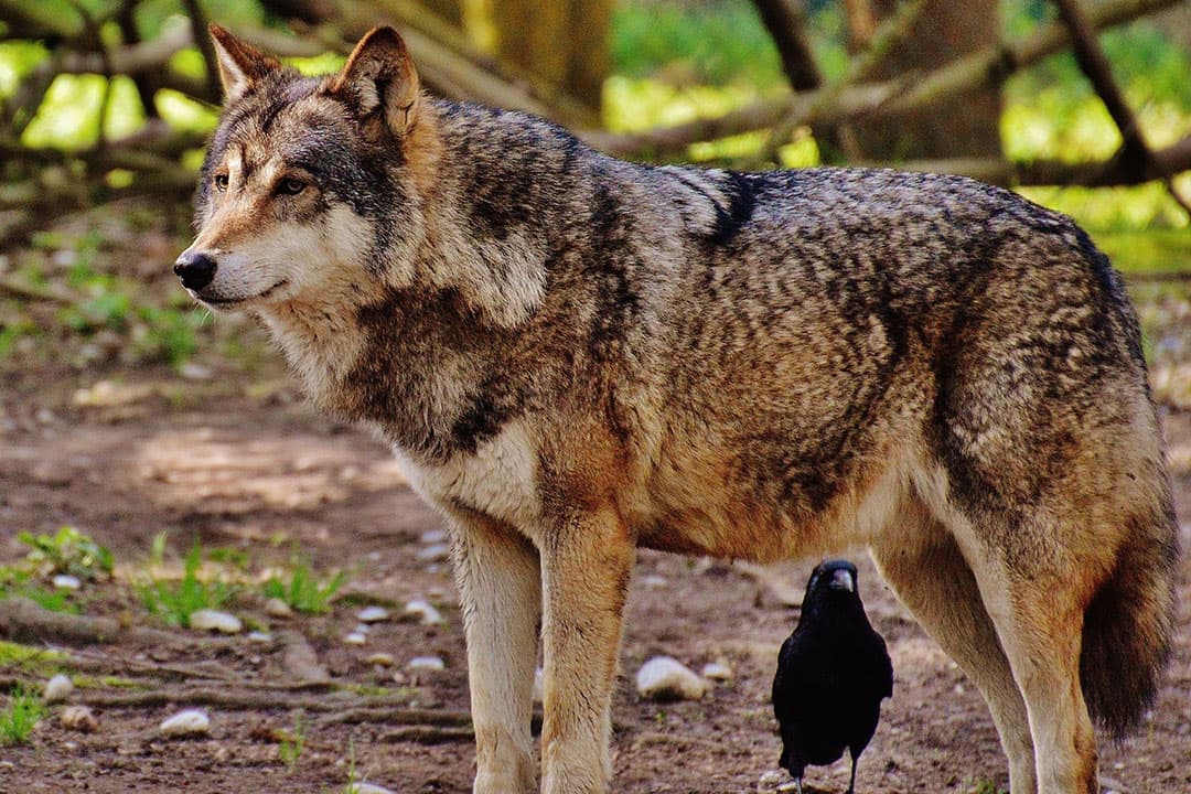 Drie maanden geleden werd voor het eerst een gezonde koe doodgebeten door een wolf in een weide in dezelfde plaats. - Foto: Canva