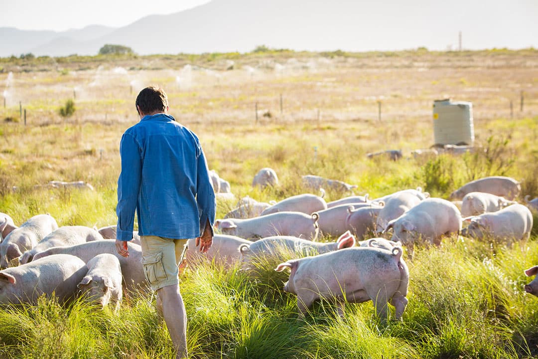 De varkens weiden in de mindere, geïrrigeerde percelen. Ze worden snel, minstens na enkele dagen, in een ander perceel gebracht. - Foto's: Spier Wine Farm