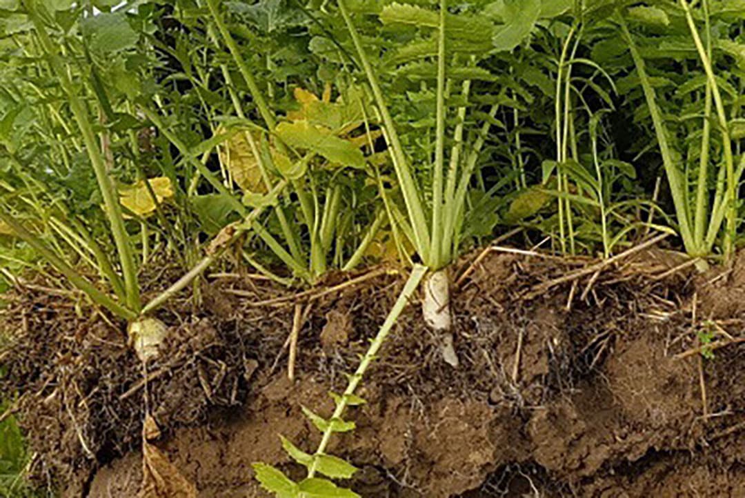TerraLife met grijper SolaRigol. - Foto: DSV zaden