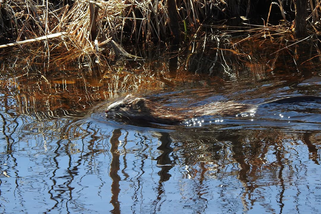 De meeste muskusratten werden gevangen in  hoogheemraadschap Schieland en Krimpenerwaard. - Foto: Canva