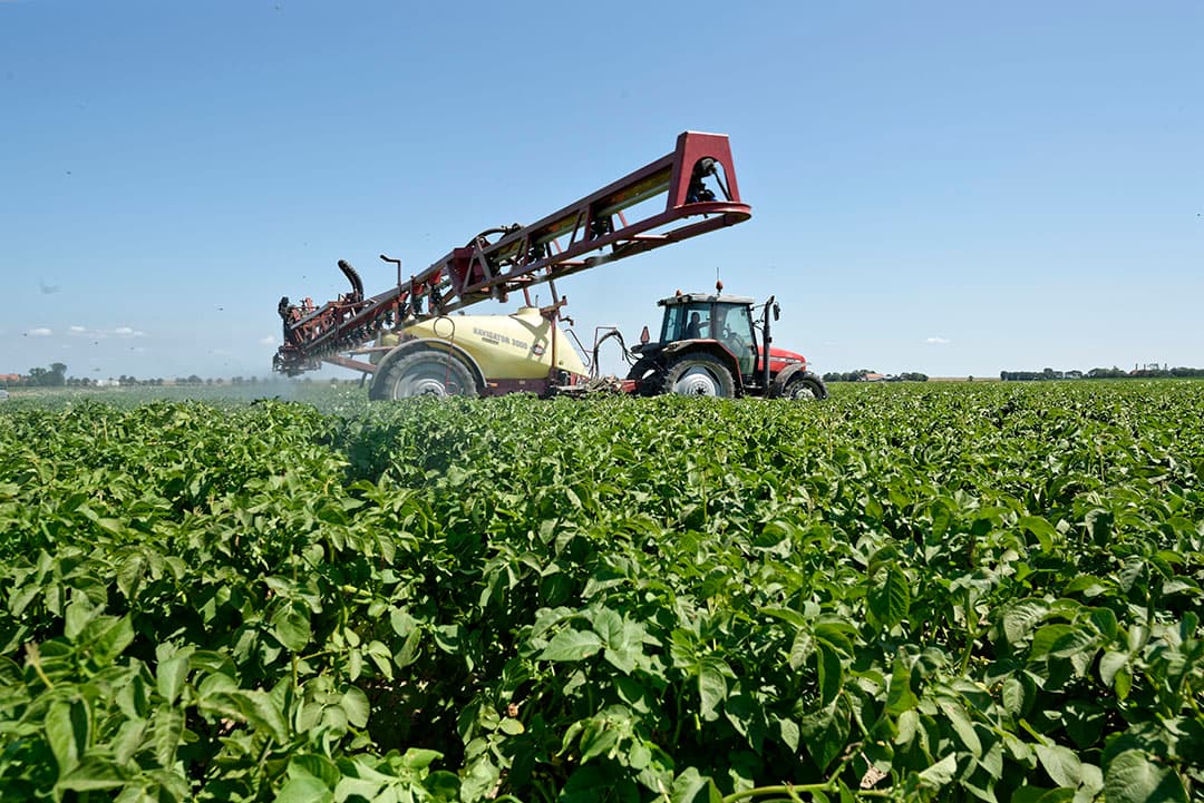 Pootaardappelen spuiten tegen phytophthora. Akkerbouwers moesten dit jaar veel vaker fungicidebespuitingen uitvoeren. - Foto: Lex Salverda