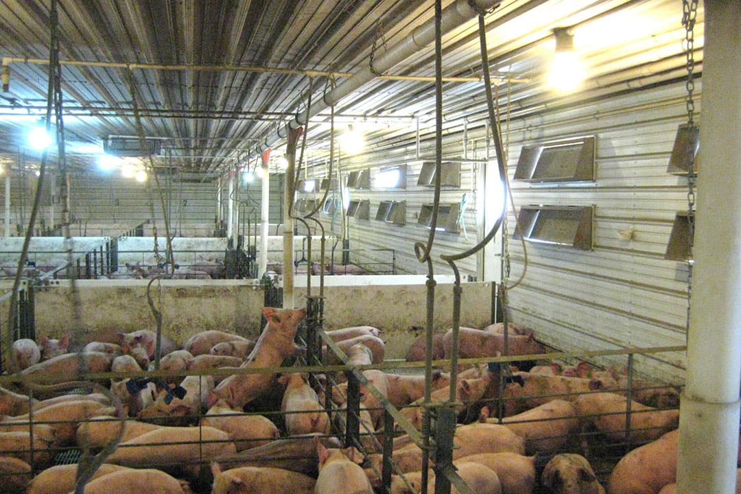 Het IC-Ionic systeem is een negatieve ionisatiesysteem met coronadraden. Hier in een buitenlandse varkensstal. - Foto: Inter Continental