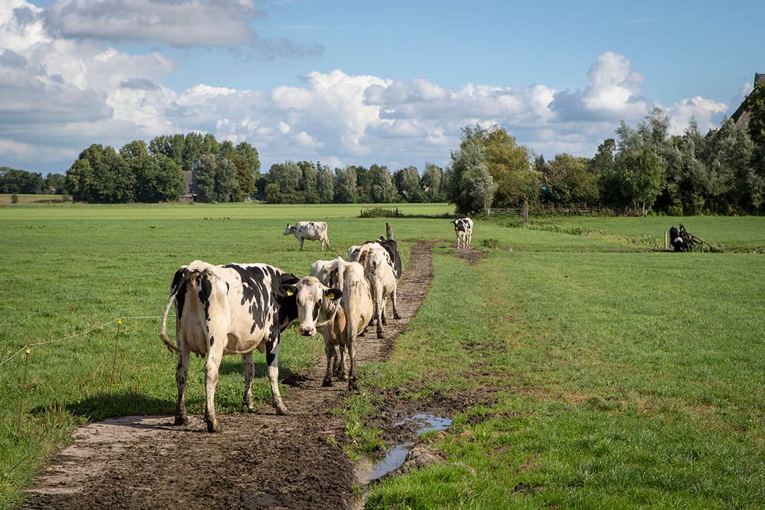 Weiden van koeien in het najaar in Folsgare (Fr.). - Foto: Anne van der Woude
