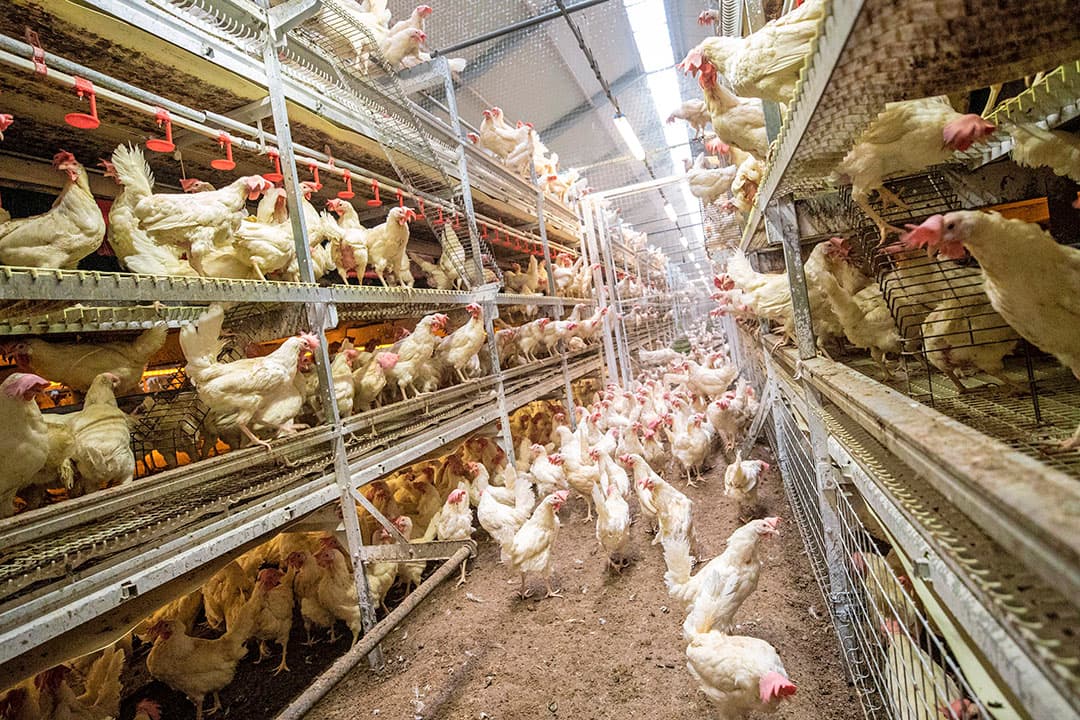 In pluimveestallen ontstaat verhoudingsgewijs veel fijn stof. Omdat kippen loslopen in strooiselstallen. Het gevolg van de omschakeling van batterijkooien naar scharrelsystemen. - Foto: Anne van der Woude