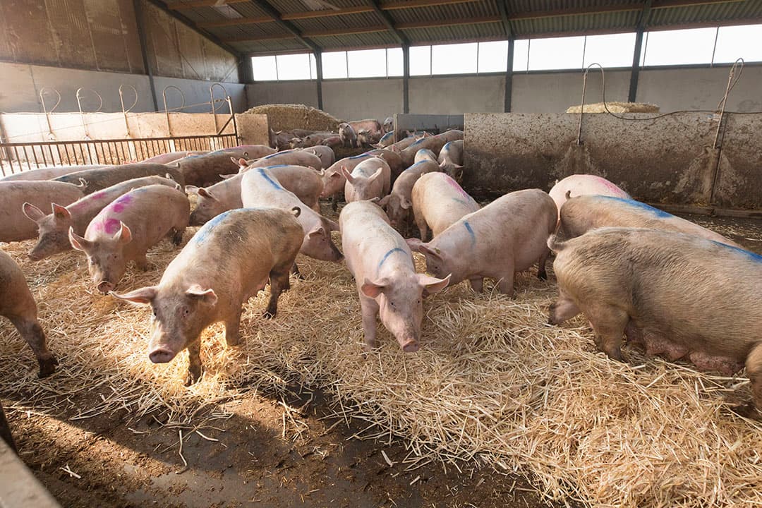 Foto: Koos Groenewold.