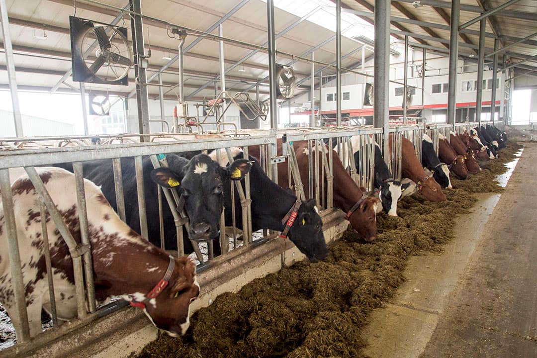 'Neem de Regeling ammoniak en veehouderij (Rav). Daarin staat de factor voor emissiearme vloeren in melkveestallen. Op basis hiervan hebben nogal wat boeren geïnvesteerd om hun ammoniakemissie te verlagen.' - Foto: Koos Groenewold
