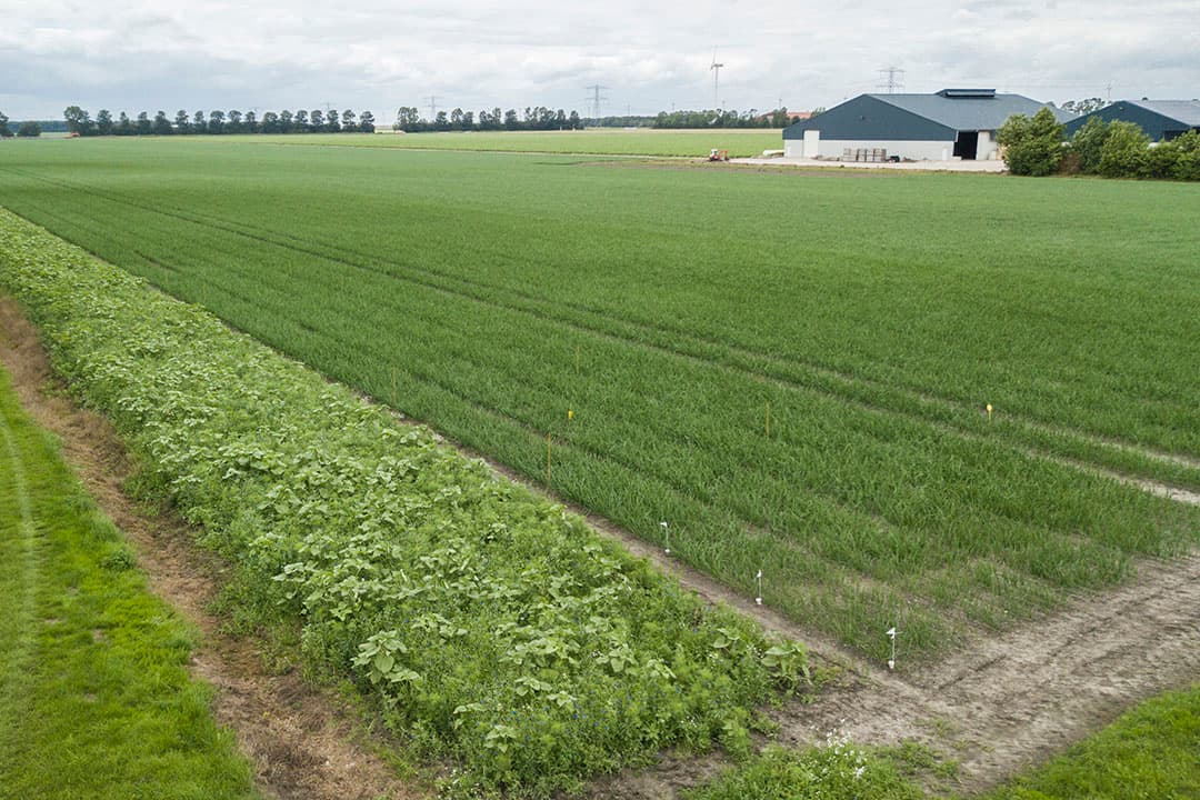 Akkerrand langs een uienperceel in Flevoland. De meeste natuurlijke vijanden van trips hebben er genoeg te eten en gaan niet het uienperceel in. - Foto: Koos Groenewold