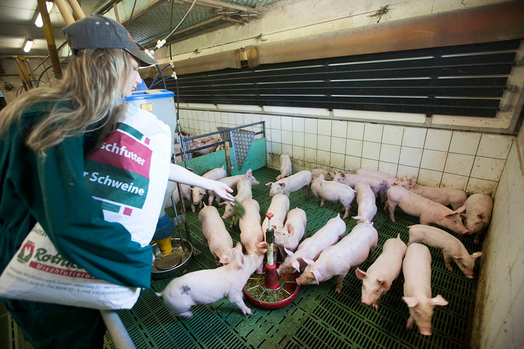 Duits zeugenbedrijf dat deelneemt aan Initiative Tierwohl. - Foto: Hans Banus