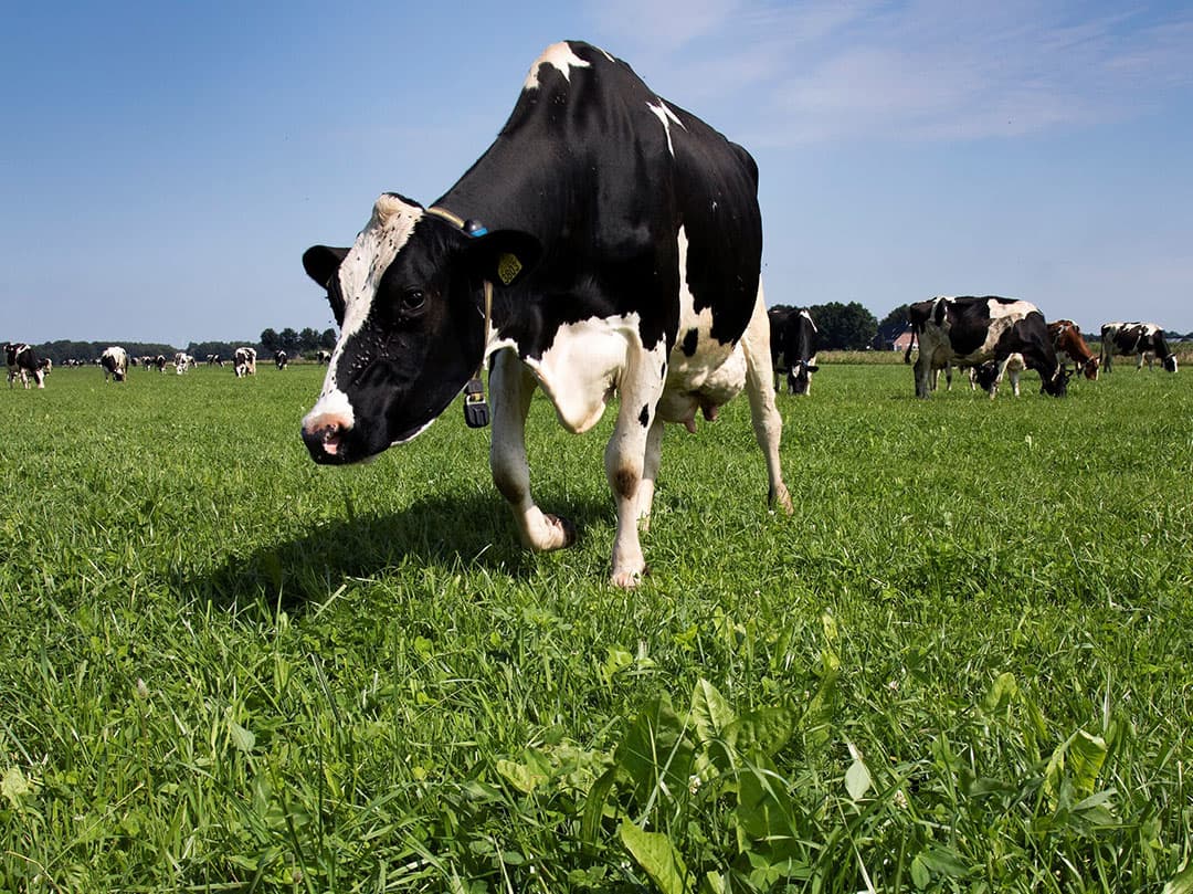 Veel kruiden als weegbree en cichorei zijn geschikt voor beweiding. Koeien moeten soms wel even wennen aan het gevarieerde menu. - Foto: Hans Banus