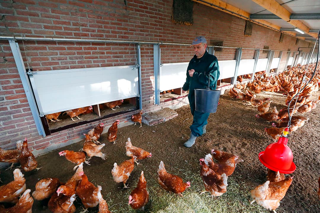 Overdekte vrije uitloop voor productie van 1 ster Beter Leven-keurmerk. Ombouwen naar dit keurmerk kost de pluimvehouder geld. - Foto: Bert Jansen