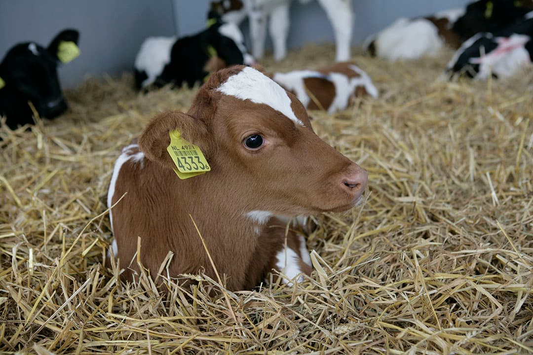 Tijdens de zitting was het aan Dier&Recht om de rechter ervan te overtuigen dat bij zuivelproductie dierenleed komt kijken. De rechter was hier niet van overtuigd. - Foto: Jan Willem Schouten