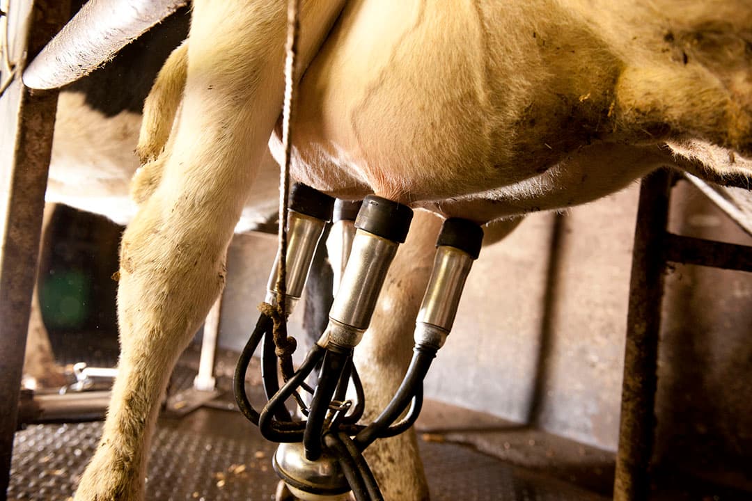 De melkprijzen blijven volgens FrieslandCampina de komende maanden op het huidige prijsniveau schommelen. - Foto: Mark Pasveer