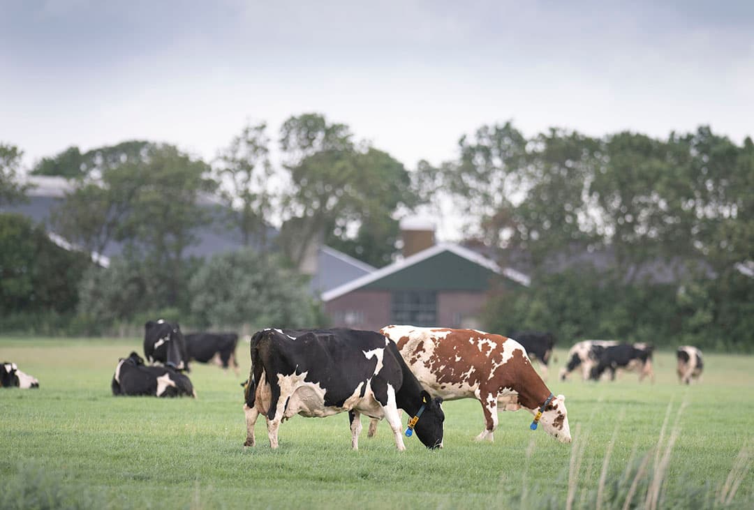 Weidegang is speerpunt op het bedrijf van Doede Hettinga. Ondanks veel vers gras probeert hij toch het eiwit in het rantsoen op 1555 gram per kilo droge stof te houden. - Foto's: Mark Pasveer