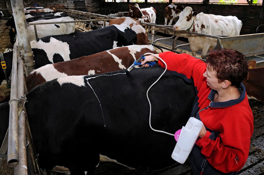 Behandelen tegen vliegen. Het SBV wordt overgebracht door knutten en circuleert nog steeds in West-Europa. - Foto: Penn Communicatie/Marten Sandburg