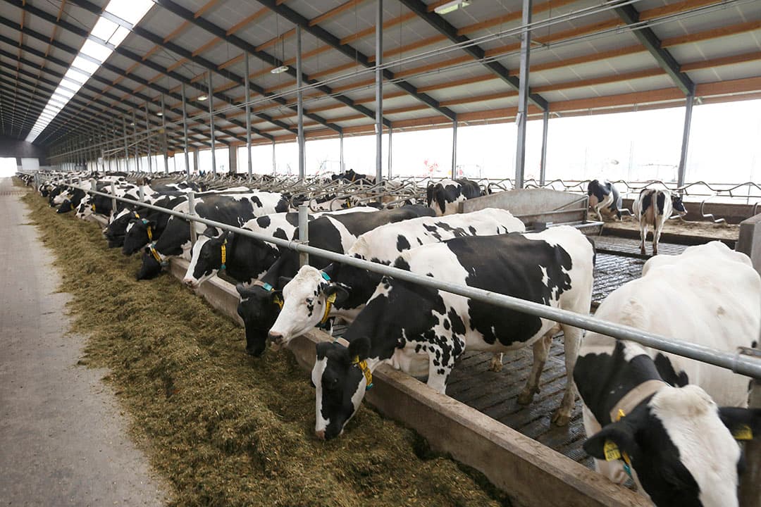 Vreba, het grootste melkveebedrijf van Nederland met 2.500 koeien, ligt in de clinch met het ministerie van Landbouw, Natuur en Voedsel. - Foto: Hans Prinsen
