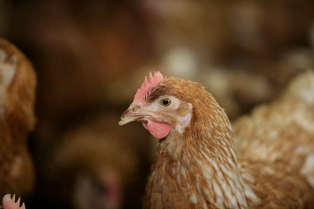 De onderzoekers noemen E. coli een belangrijk resistent pathogeen in pluimvee, omdat E. coli wereldwijd één van de belangrijkste oorzaken is voor de dood van pluimvee. - Foto: Henk Riswick