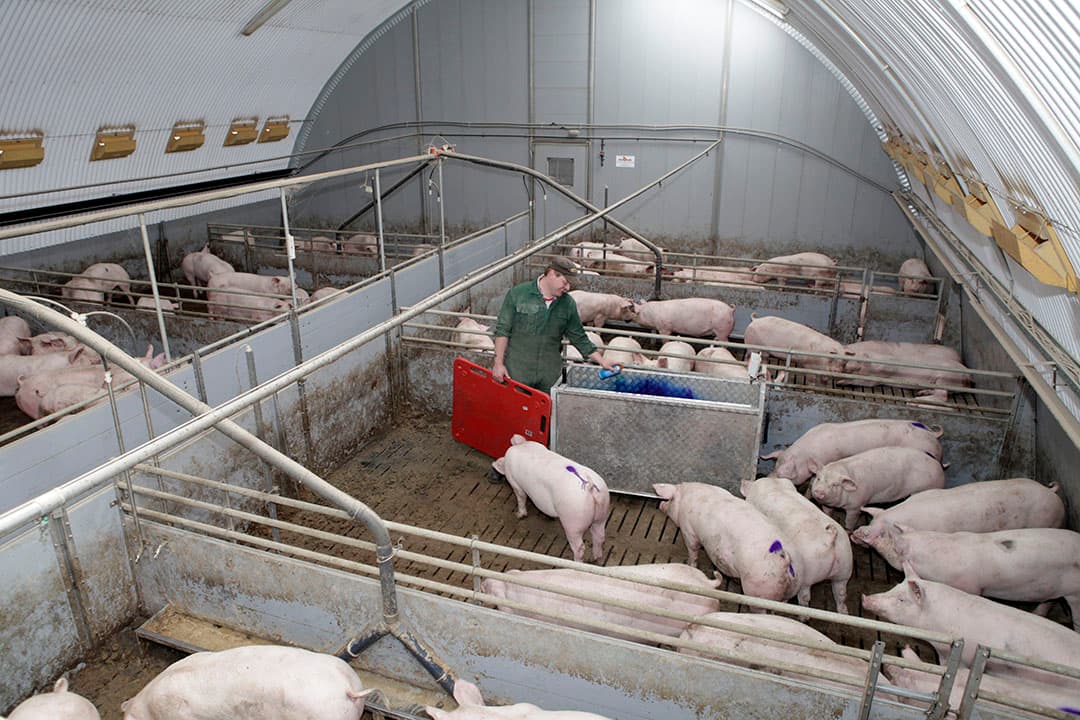 Volgens varkenshoudersorganisatie ISN zet Rewe de Duitse varkenshouderij weer op de kaart - Foto: Henk Riswick
