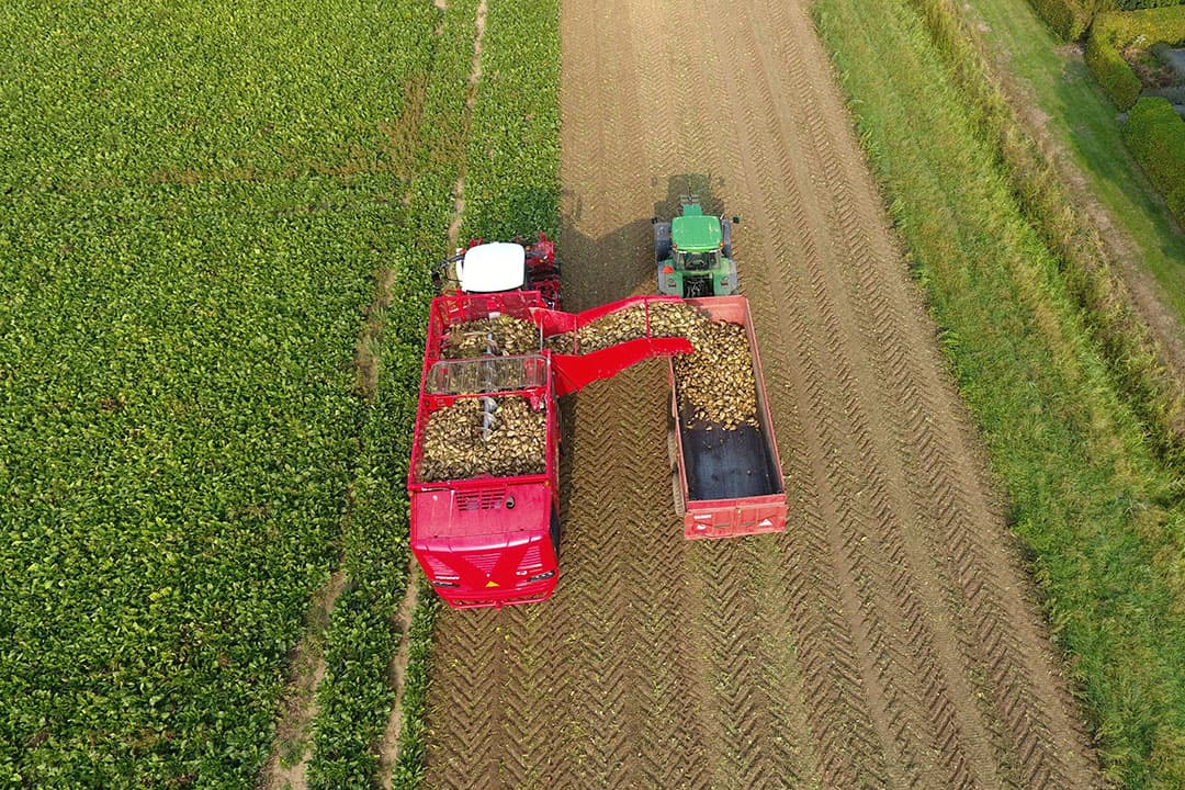 Oogst van suikerbieten in september 2020. - Foto: Henk Riswick