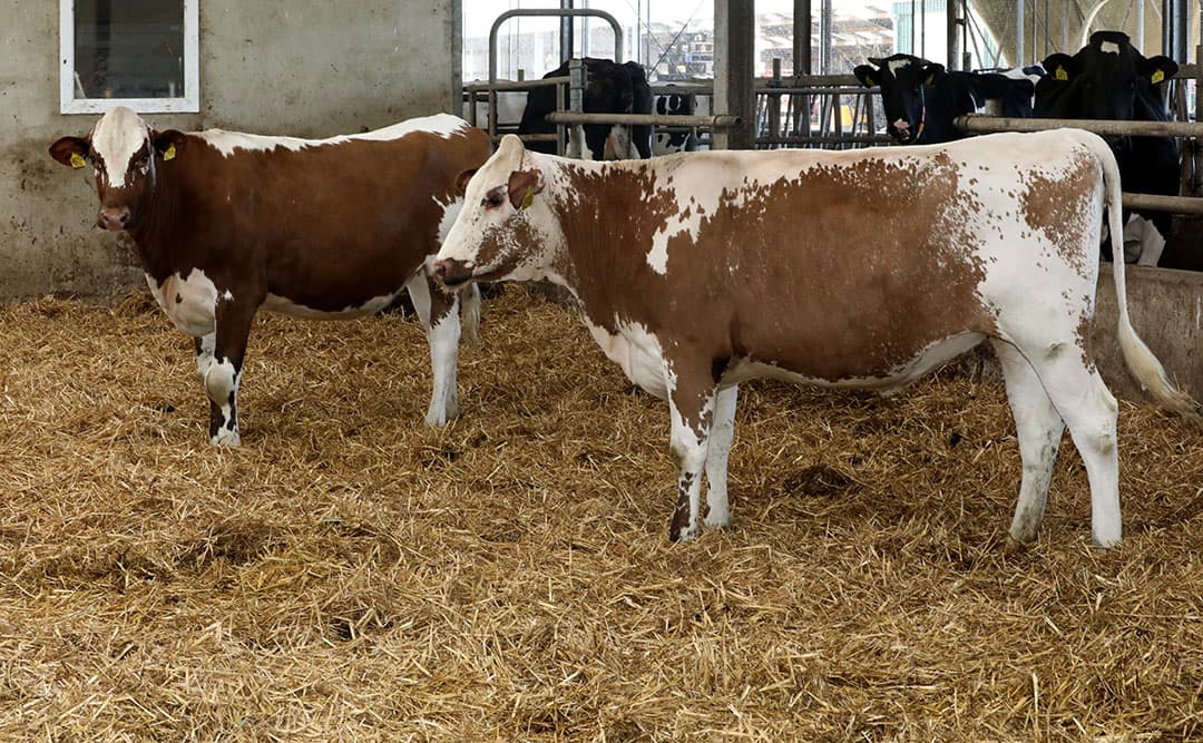 Deze hoornloze, beloftevolle pinken (Jacko PP x Fun P x Murphy x Pleasure) van Bacchus Holstein hebben de typische witrikaftekening. Een witte aalstreep over de hele nek en rug, een witte staart, witte buik en een gespikkelde kop. - Foto: Henk Riswick