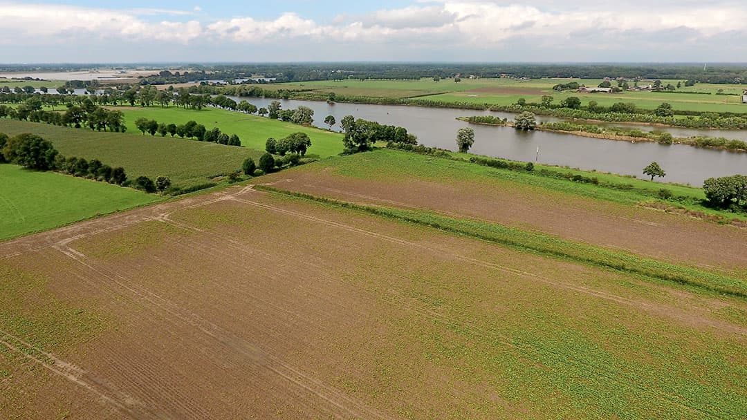 Van een perceel suikerbieten in de uiterwaarden van de mais is weinig meer over. - Foto: Hemk Riswick