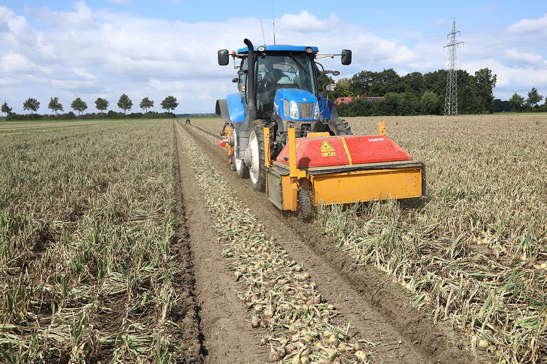 Oogst van zaaiuien. Loofklappen net boven de splitsing van het blad en eenkorte veldperiode beperken de kans op koprotinfectie. - Foto: Henk Riswick