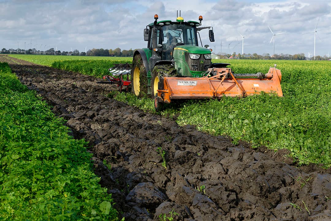 De akkerbouw doet steeds meer ervaring op met onderwerken van groenbemesters zonder het eerst dood te spuiten. De weersomstandigheden bepalen mede het succes. - Foto: Lex Salverda