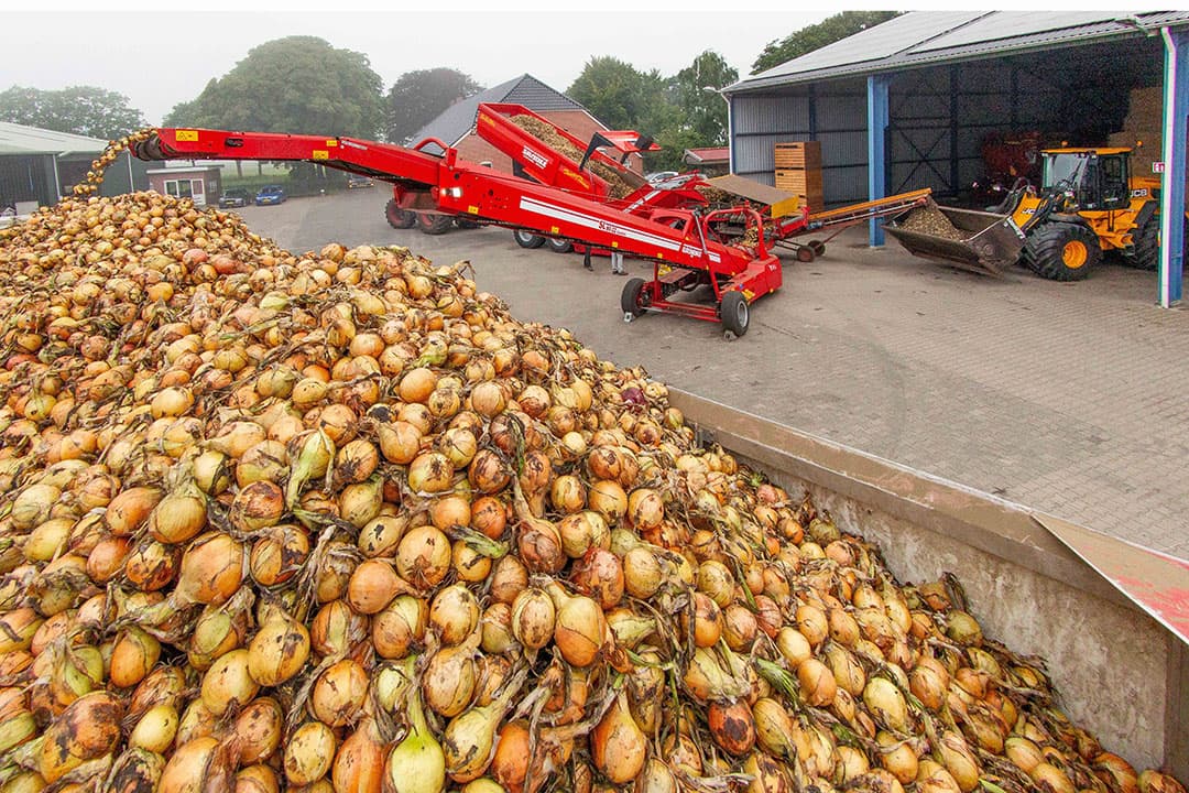 De vroege zaaiuien van Jan Kruiter gaan eerder op transport dan verwacht. Maar, de uien zijn van goeie kwaliteit, dus laden maar! - Foto: Koos van der Spek