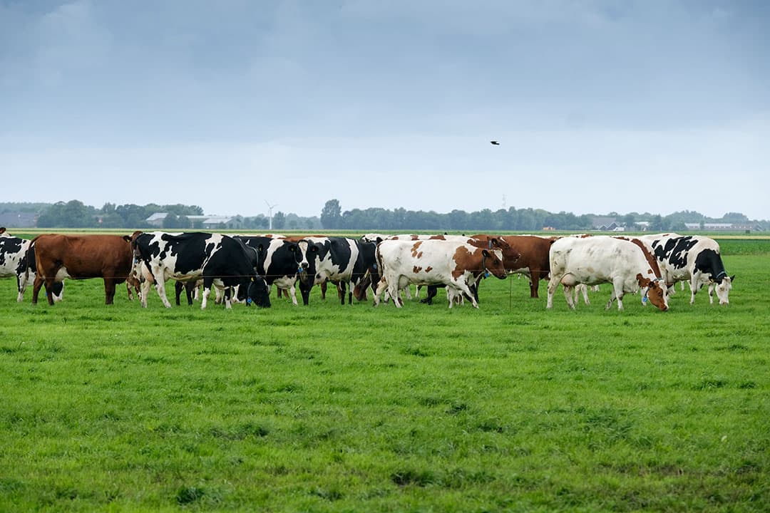 Weidegang geeft een hoge benutting van vers gras en leidt zo tot verlagen van de kosten. - Foto: Jan Willem van Vliet