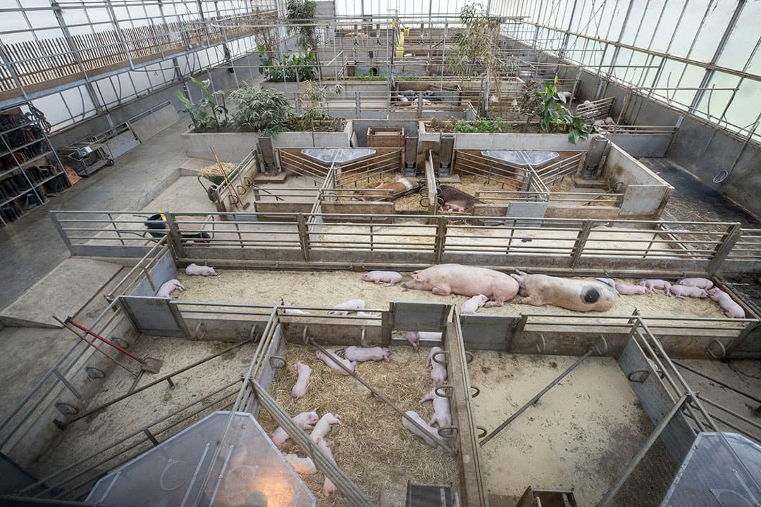 Vanuit de skybox kijk je uit op de varkens in De Varkenshoff. De dieren beschikken over veel ruimte en licht. - Foto's: Koos Groenewold