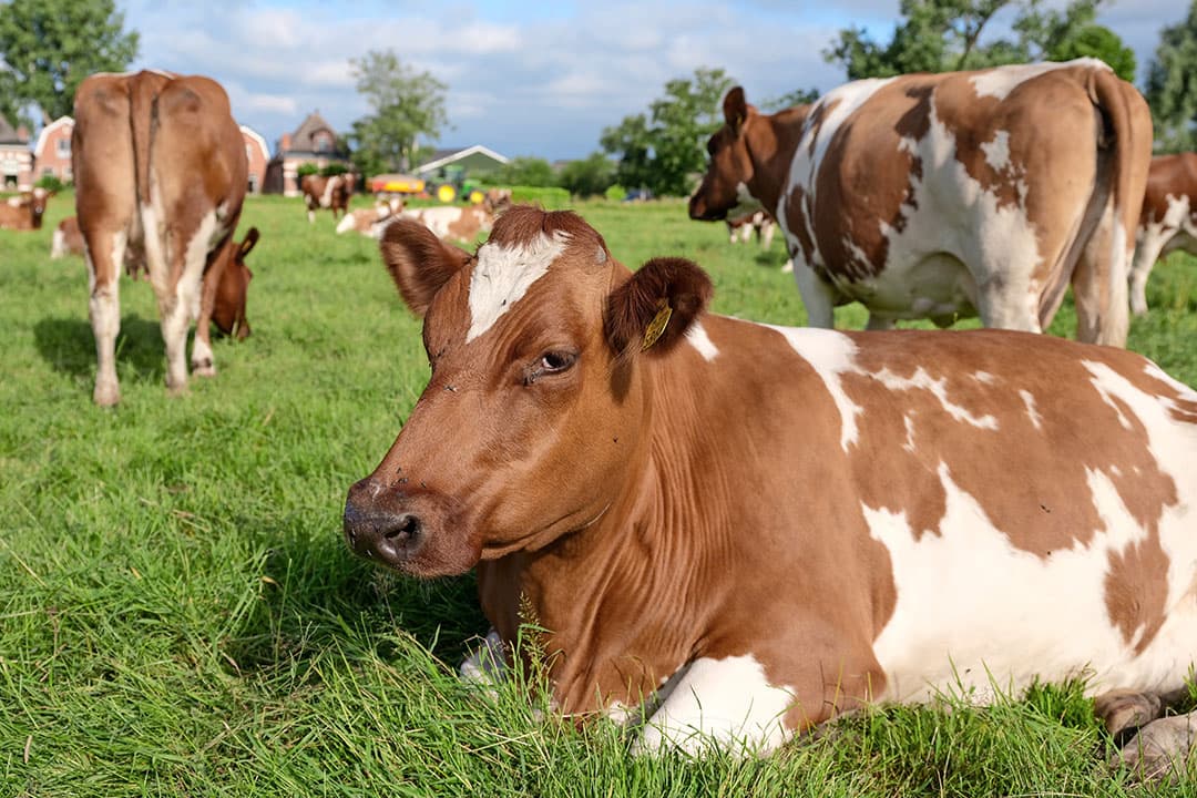 De Fries Roodbonte koeien van de familie Woldring lopen buiten op Groningse veengrond. Met schraler voer verliezen deze dieren nauwelijks terrein op het vlak van melkproductie en diergezondheid. - Foto: Jan Willem van Vliet